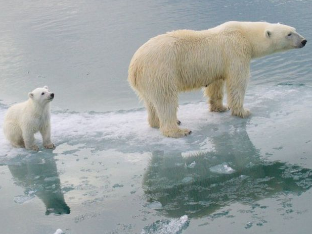 Polar Bears, Dead Coral and Other Climate Fictions